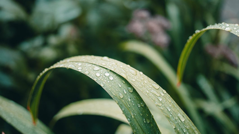 Ο κόσμος των φυτών και η ανάγκη προστασίας του